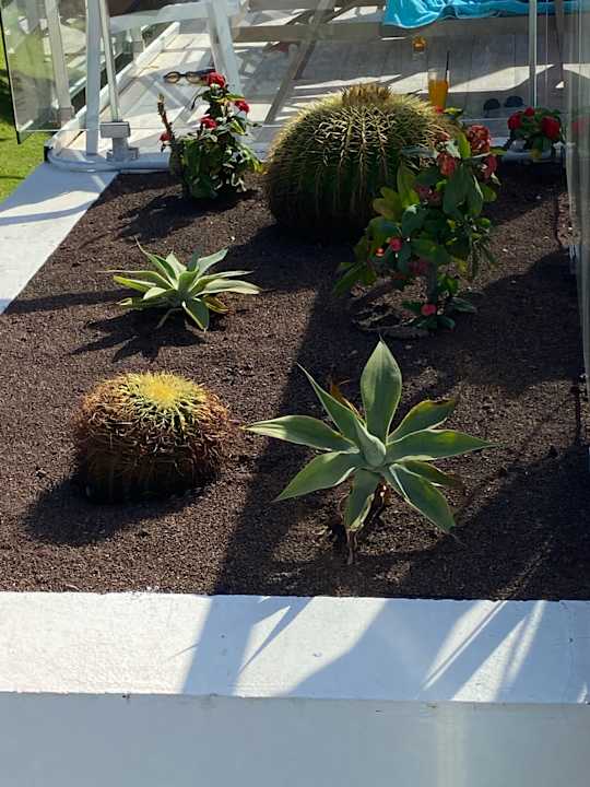 Gartenanlage Hotel Riu Gran Canaria
