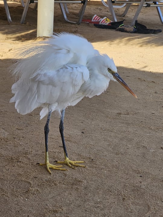 Strand Steigenberger Coraya Beach - Adults only