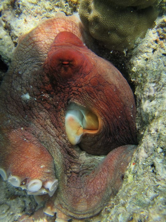Oktopus , ein faszinierendes Geschöpf  Fihalhohi Maldives