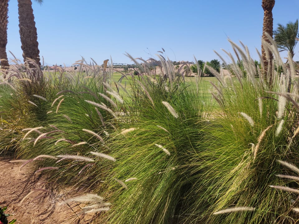 Gartenanlage JAZ Neo Saraya Palms