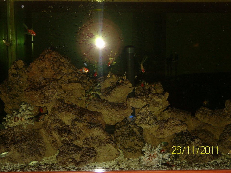 Aquarium PALOMA Perissia