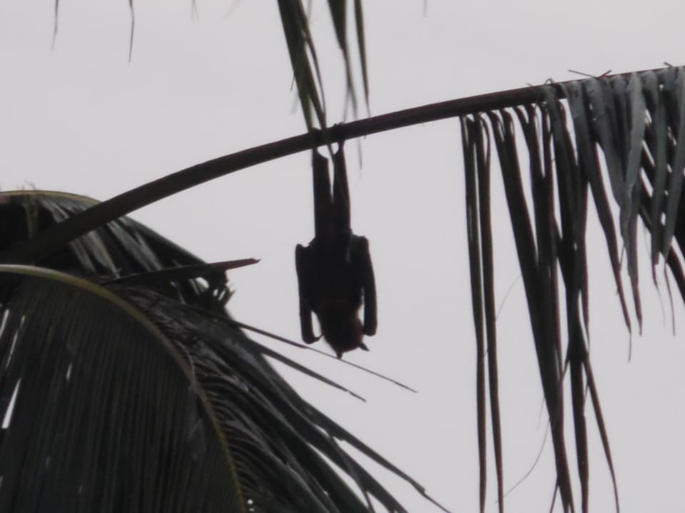 Fledermaus Mermaid Hotel & Club