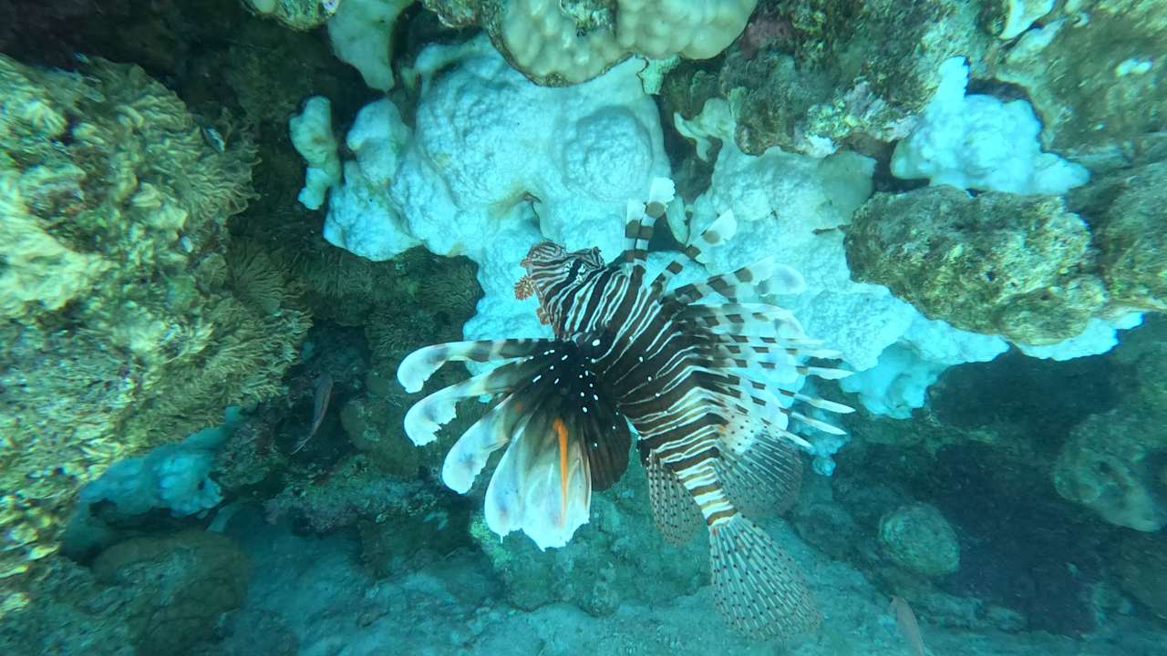 Sonstiges Pickalbatros Dana Beach Resort - Hurghada