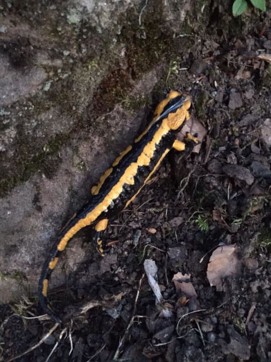 Salamander im großen Außenbereich Schwarzwald Resort Dollenberg