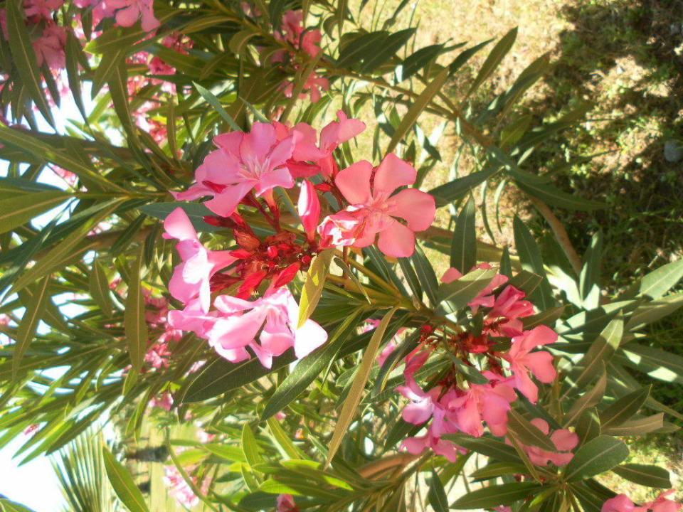 Nur eine von vielen tollen Blumen Seaden Sea World Resort & Spa