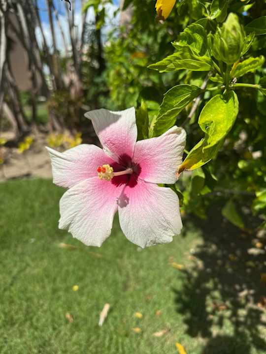 Gartenanlage TRS Turquesa Hotel - Adults only