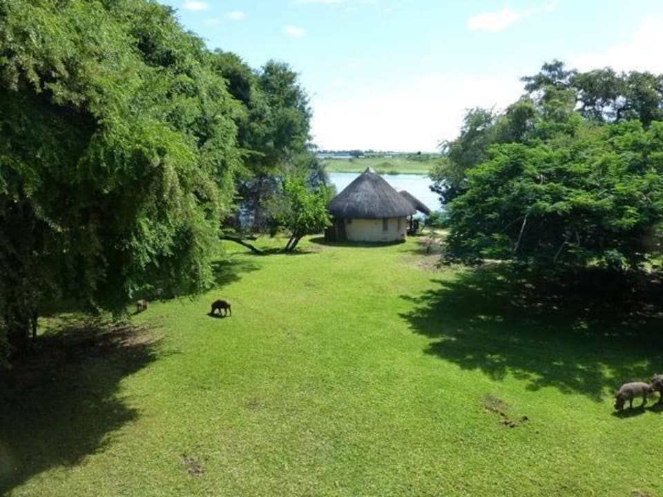 Ausblick vom Balkon mit Warzenschweinen Hotel Chobe Safari Lodge