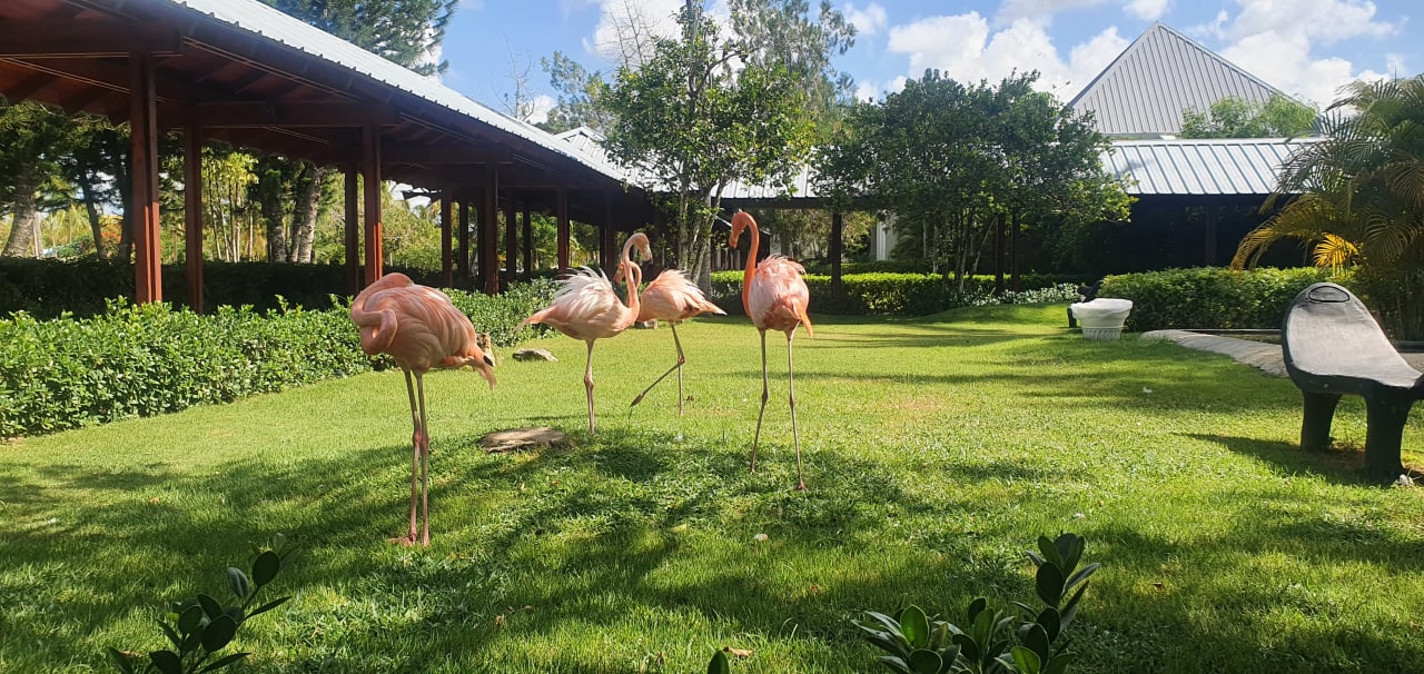 Gartenanlage Dreams La Romana Resort & Spa