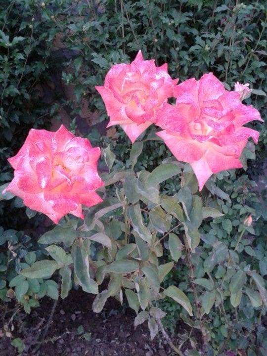 Роза Aska Bayview Resort