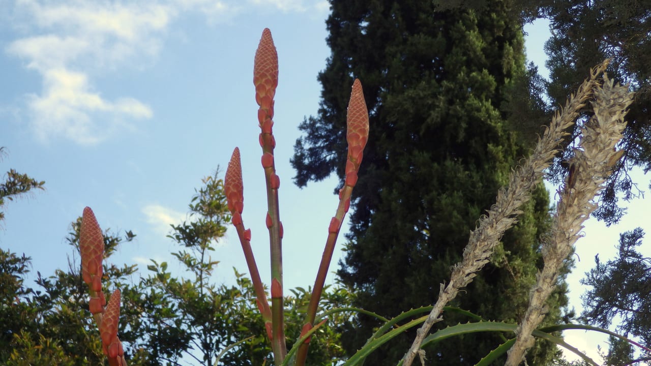 Palmenbereich Hotel Riu Tikida Garden - Adults Only