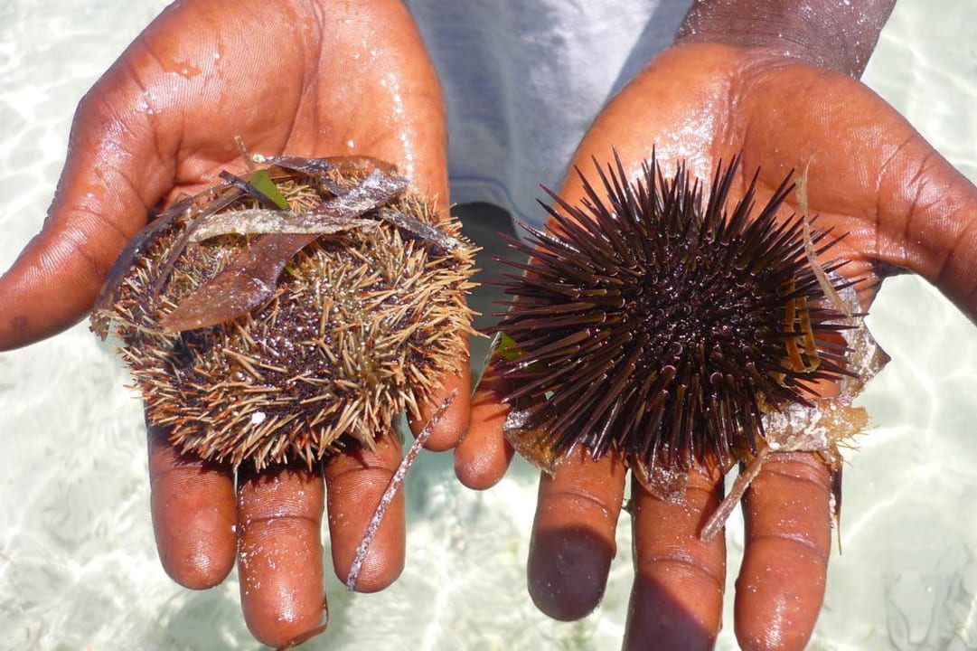 Badeschuhe nicht vergessen Neptune Village Beach Resort & Spa