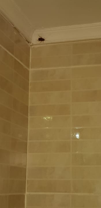 Zimmer Giftun Azur Resort