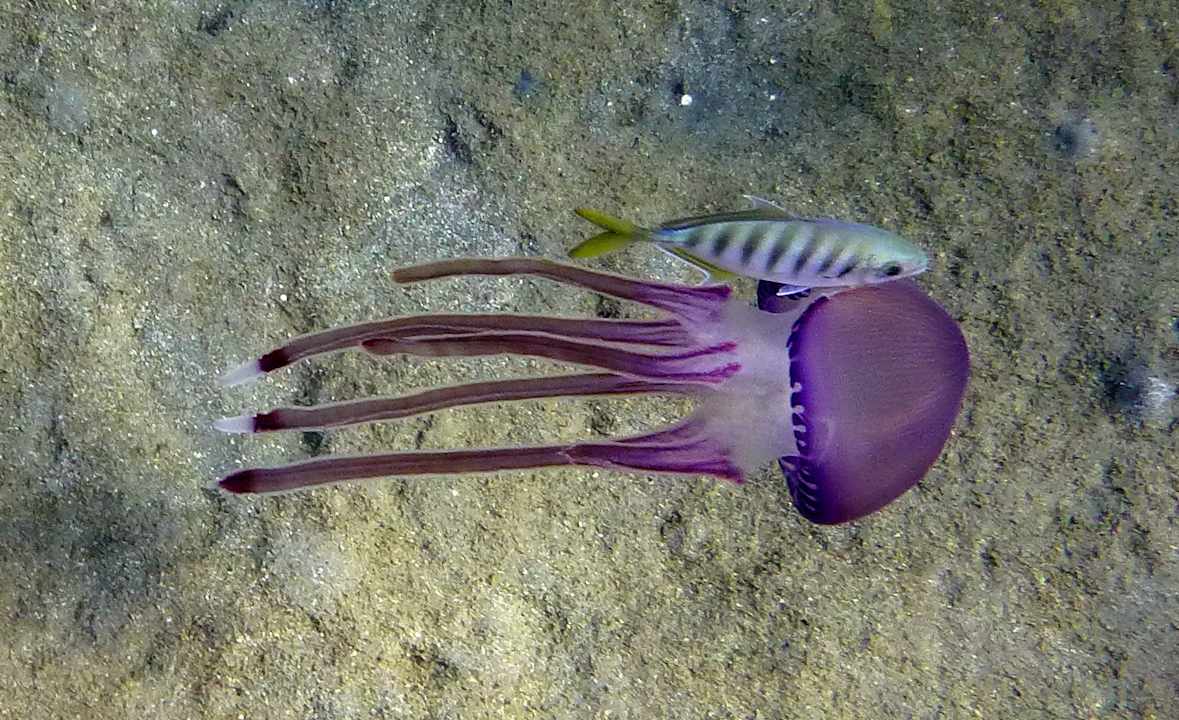 Sonstiges Shams Alam Beach Resort