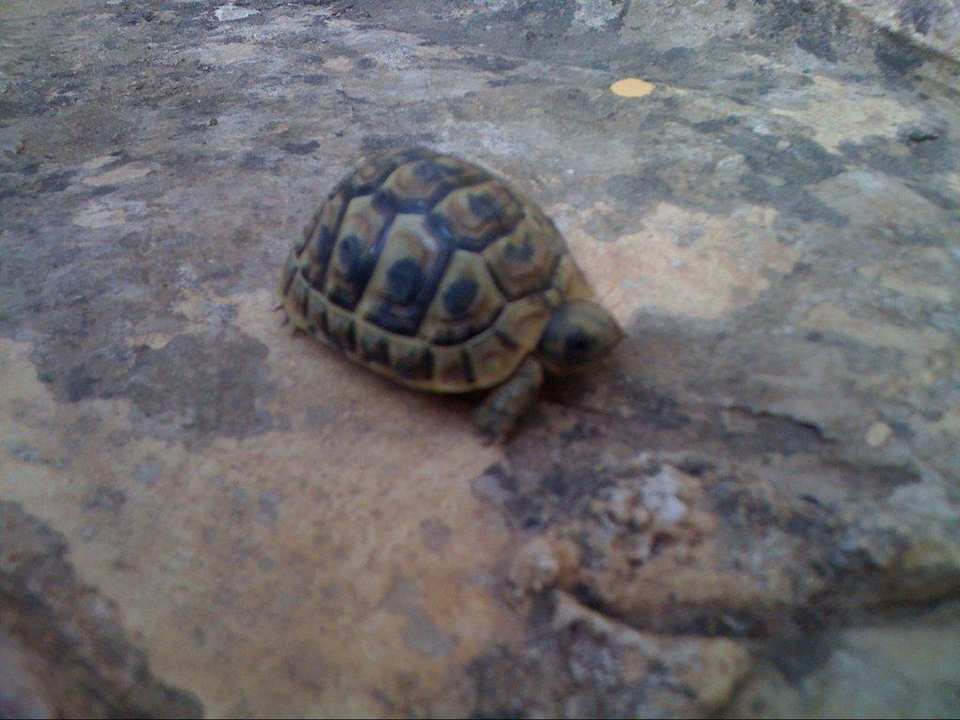 Mitbewohnerin Hotel Chich Khan