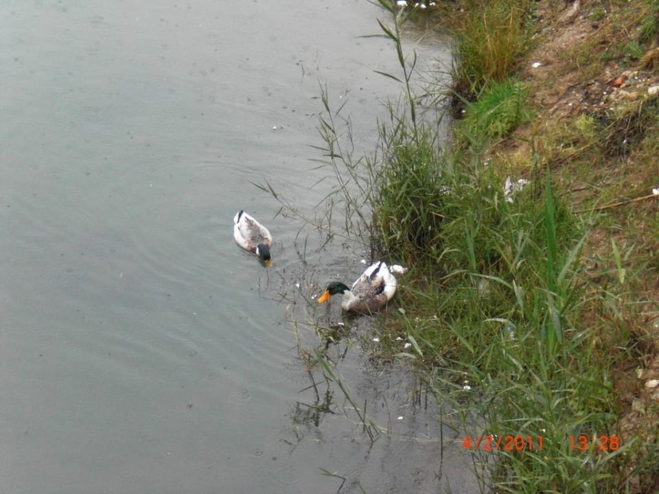 Enten Sherwood Exclusive Lara