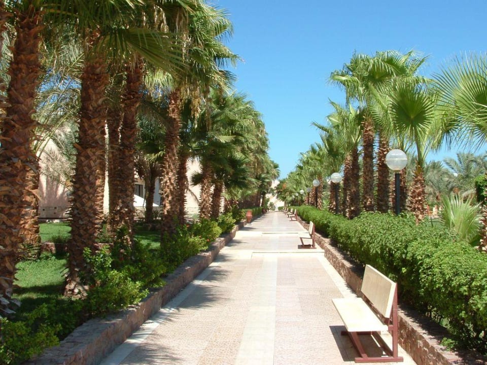 die weg durchs hotel Beach Albatros Resort