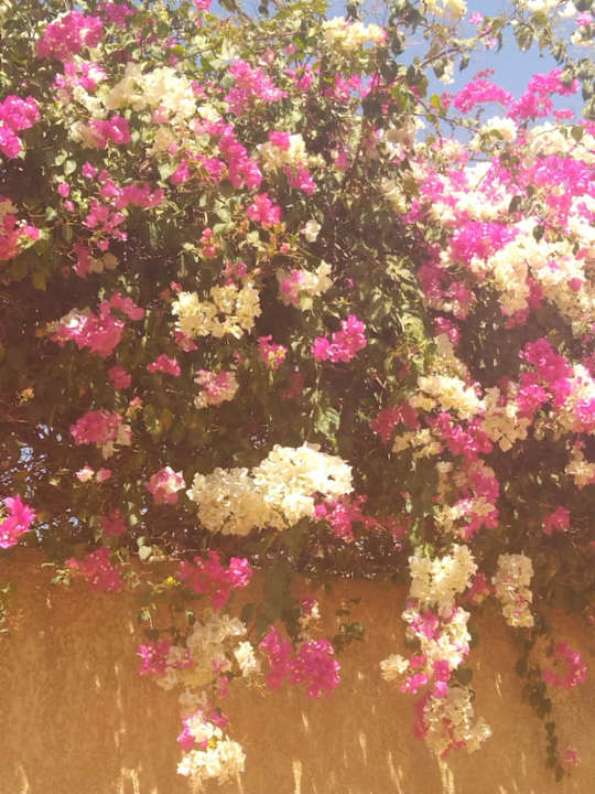 Gartenanlage Hotel Mimosa Airport