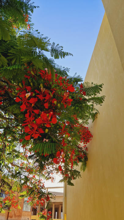 Gartenanlage Palm Beach Resort