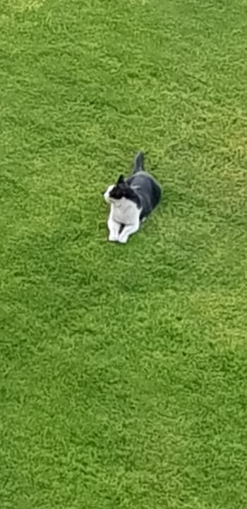 Gartenanlage Pickalbatros Dana Beach Resort - Hurghada