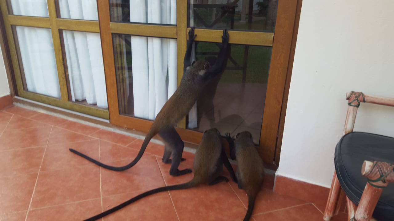 Man muß sie einfach Lieben... Neptune Village Beach Resort & Spa