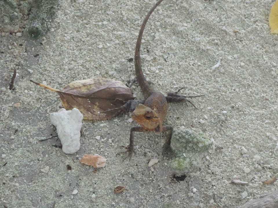 Gecko Cinnamon Dhonveli Maldives