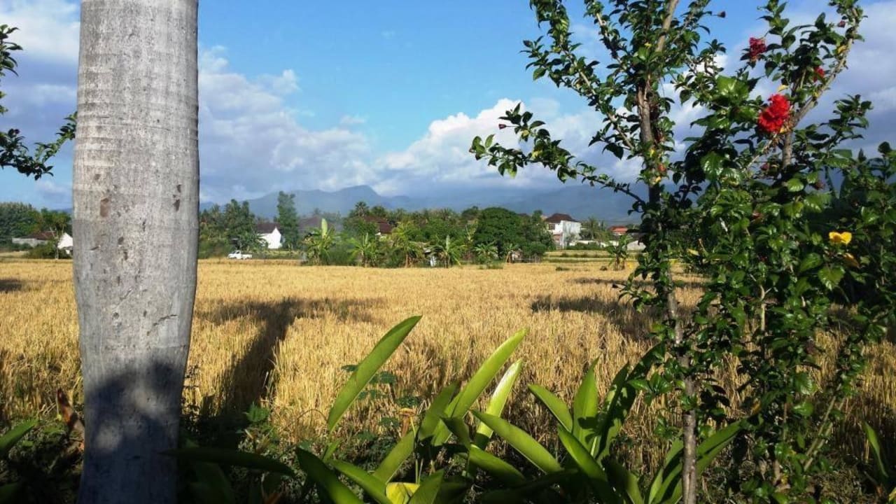 Runderherum nur Reisfelder  Puri Bagus Lovina