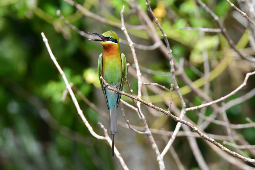 Gartenanlage Traum Villa Bentota