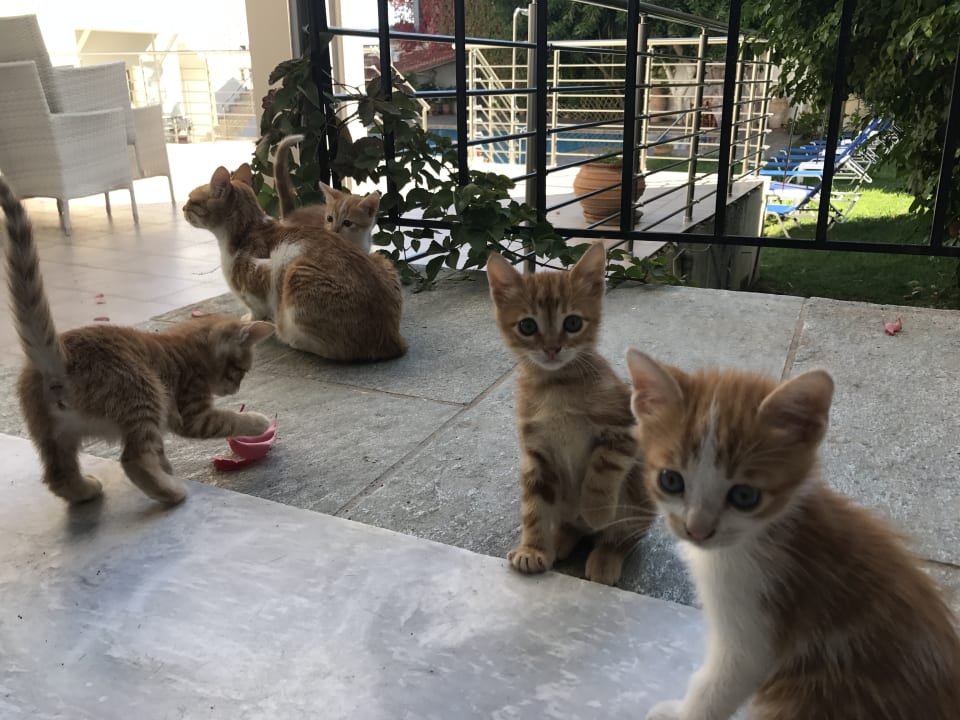 Sonstiges Harmony Boutique Resort