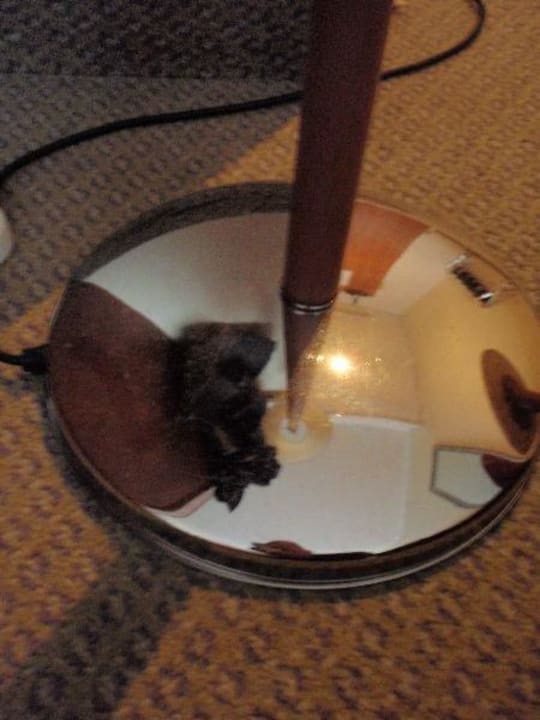 Staub auf der Stehlampe Crowne Plaza ® Hamburg - City Alster