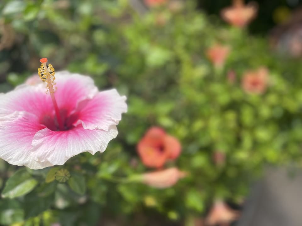 Gartenanlage allsun App.-Hotel Esquinzo Beach