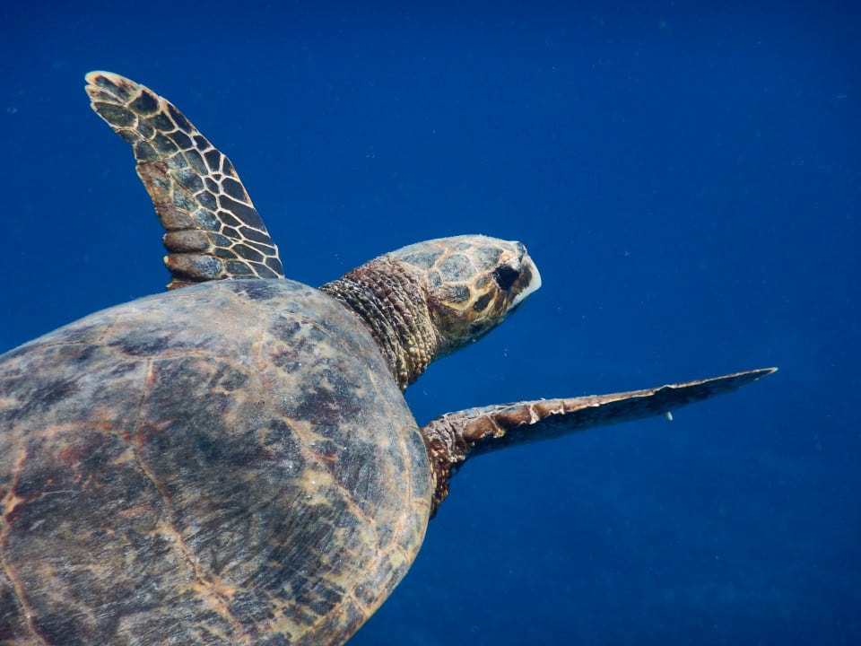 Strand Tropitel Sahl Hasheesh