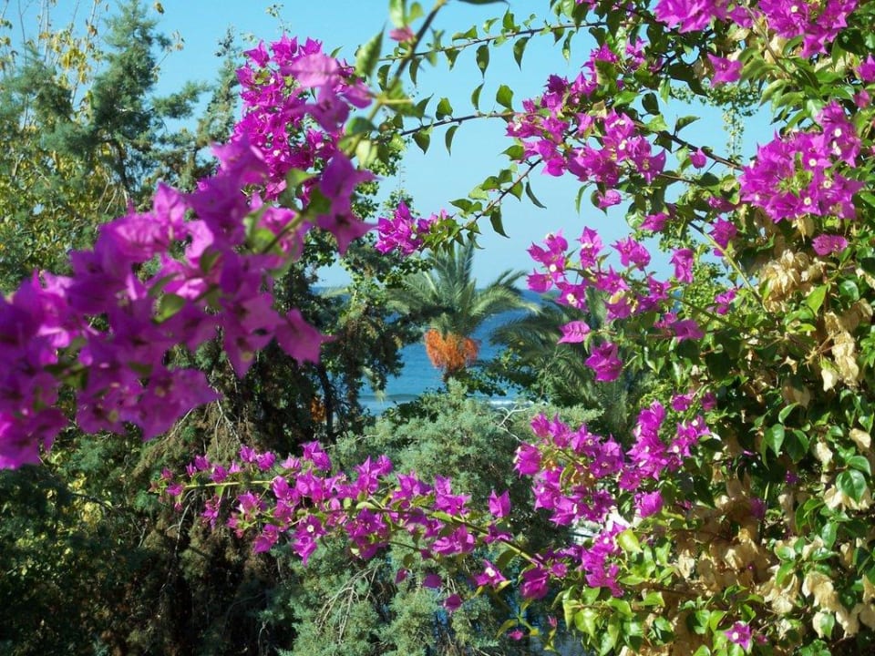 Blüten am Balkon Labranda Alantur Resort