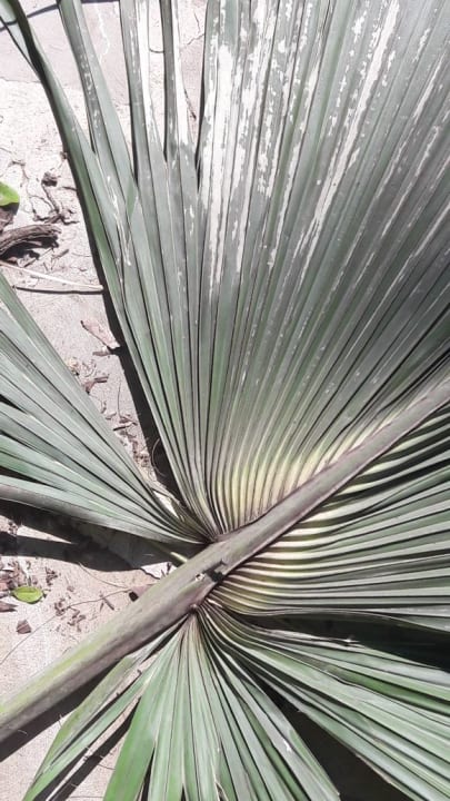 Gartenanlage Hotel Grand Palladium Palace Resort, Spa & Casino