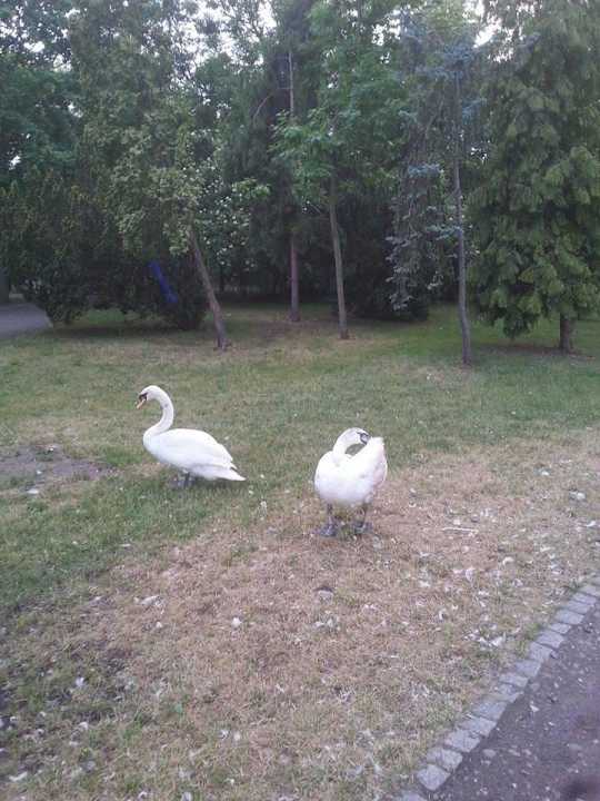 Park obok Villa Park Med. & SPA