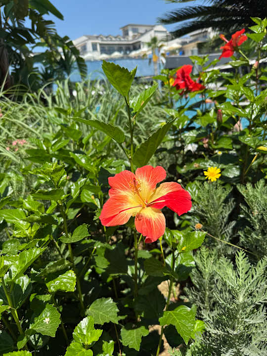 Gartenanlage Dream World Palace Hotel