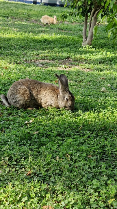 Gartenanlage Labranda Alantur Resort