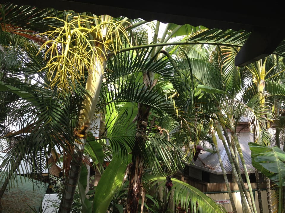 Blick aus dem Küchenfenster Bay Village Tropical Retreat &  Apartments