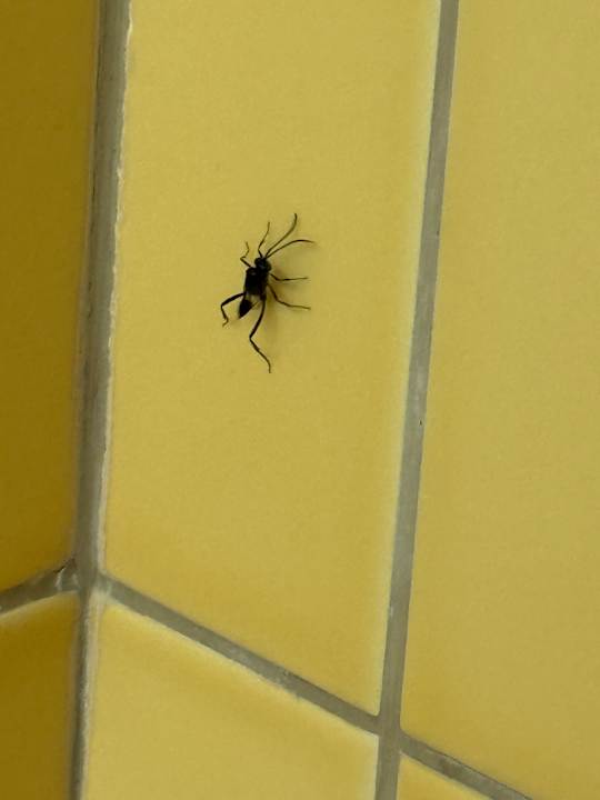 Zimmer SBH Hotel Taro Beach