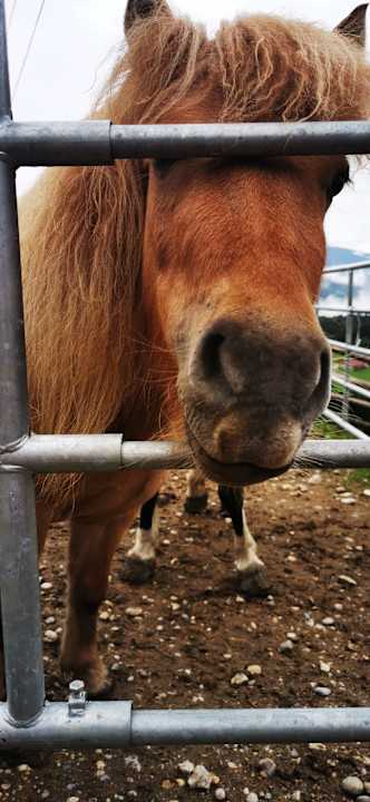 Sport & Freizeit Ferienwohnungen Trippolthof - Urlaub am Bauernhof