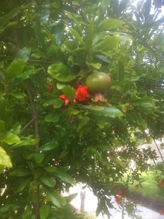 Ein Granatapfel wächst Club Sidelya Hotel