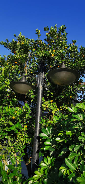 Gartenanlage Clover Magic Nova Beach