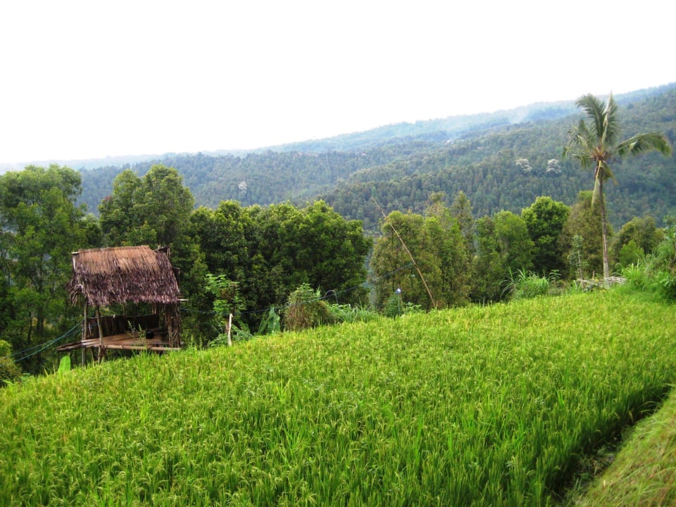 Reisterrassen Puri Lumbung Cottages