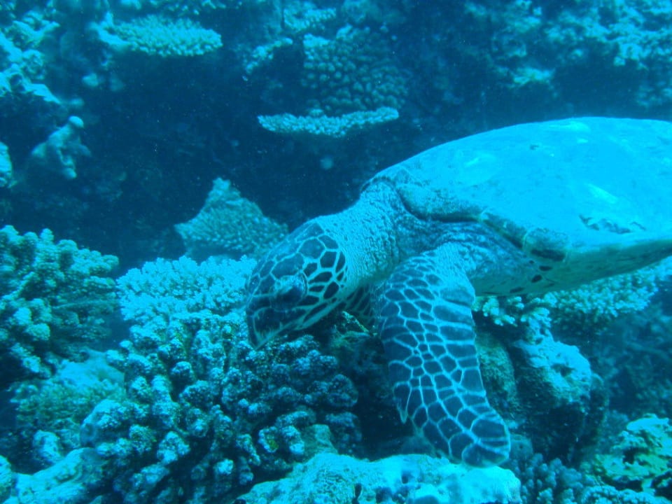 Schildkröte Eri Maldives