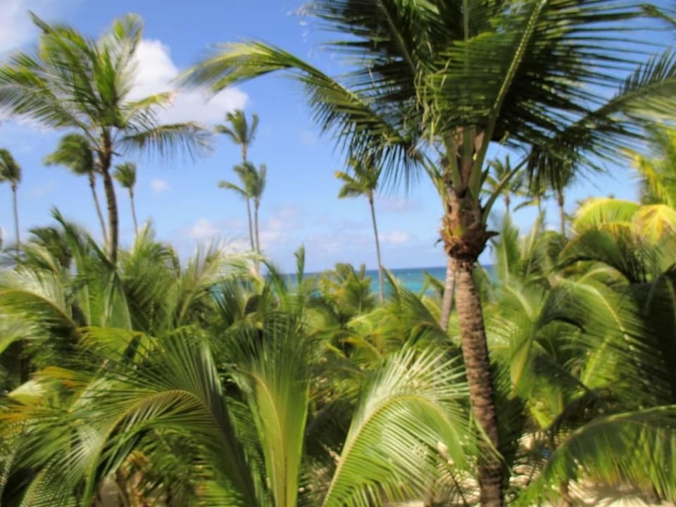 Balkon Hotel Riu Palace Bavaro