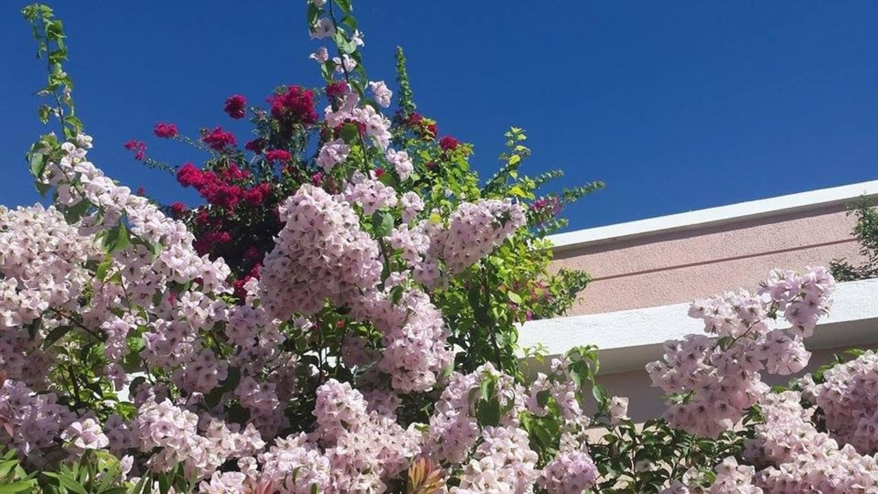 Wunderschöne Flora Mitsis Rodos Village