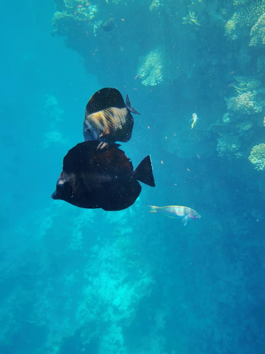 Sport & Freizeit Pickalbatros Citadel Resort