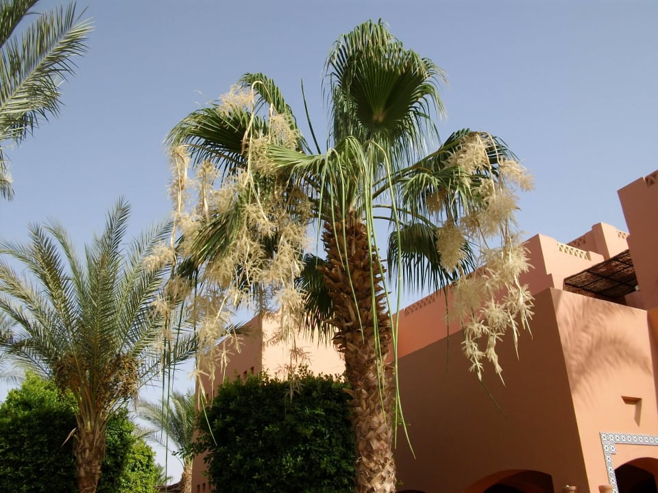 Palmen  Jaz Makadi Oasis Resort
