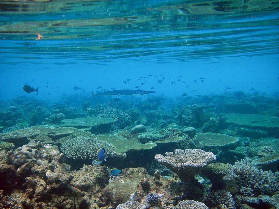 Korallengarten-schnorcheln Eriyadu Eri Maldives