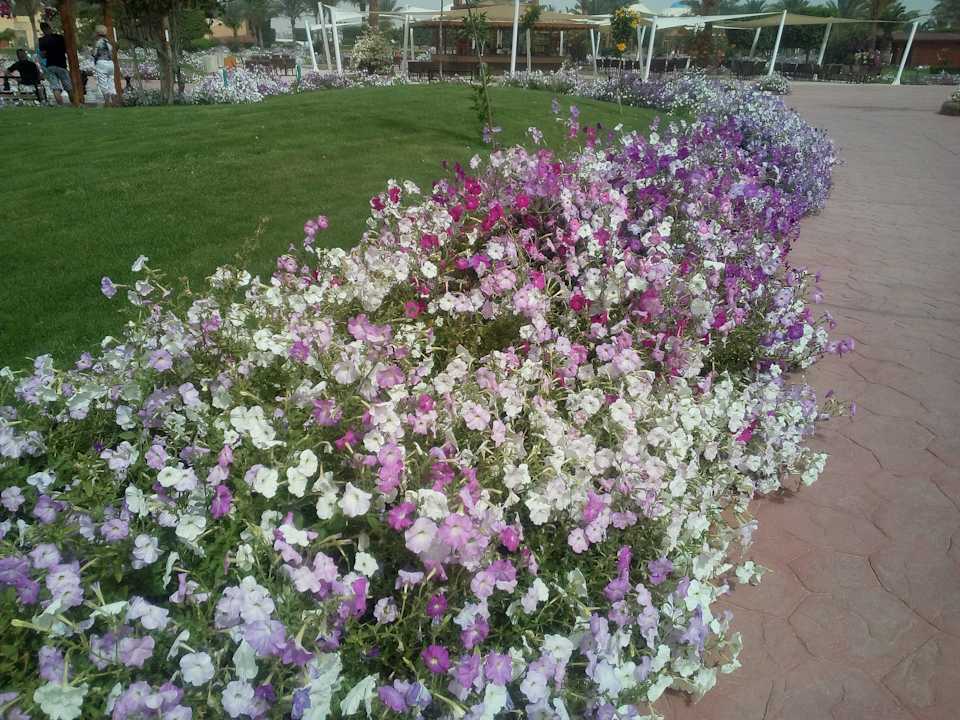 Gartenanlage Desert Rose