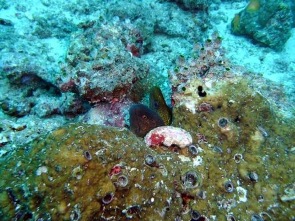 Unterwasser - Bootstauchgang NH Collection Maldives Reethi Resort